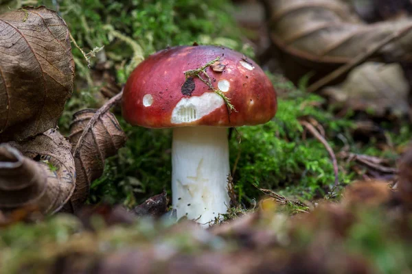 Roter Pilz Auf Dem Waldboden Russula Paludosa Pilz Mit Roter — Stockfoto