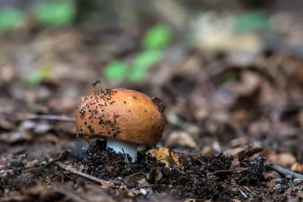 Little Mushroom Blurred Background Russula Olivacea Forest Netherlands — Stock Photo, Image