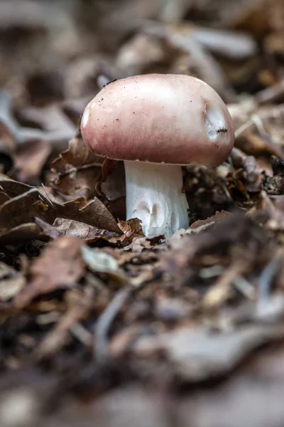 Orman katta mantar. Mantar Russula