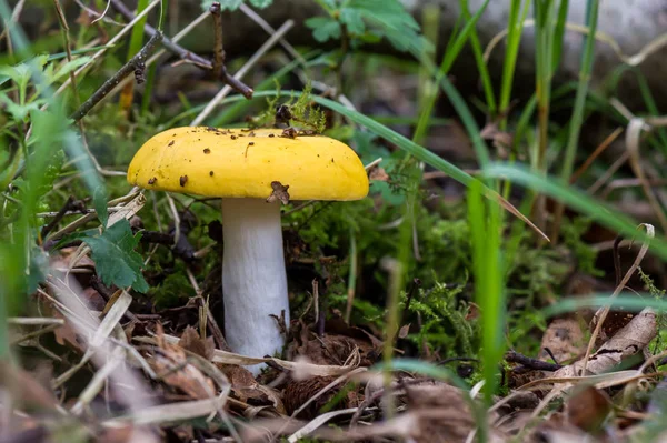 ormanda yere sarı mantar (Russula claroflava)