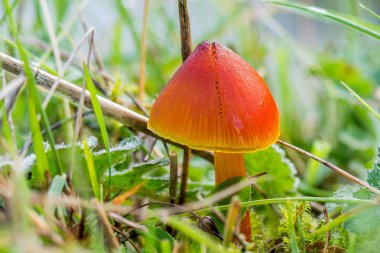 Turuncu Çim mantar. Balmumu-cap mantarlar - Hygrocybe conica karalama