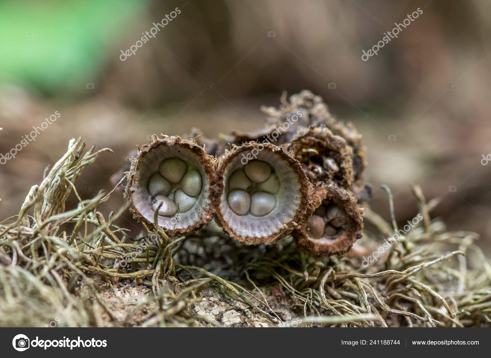 Bird Nest Fungus Cyathus Olla Species Saprobic Fungus Genus Cyathus