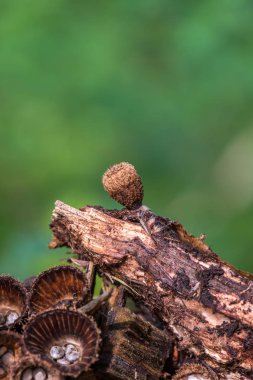 kuş yuvası mantar - Cyathus olla bir cins Cyathus, Aile Nidulariaceae saprobic mantar türüdür.