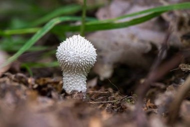 White mushroom - Lycoperdon perlatum growing in the forest clipart