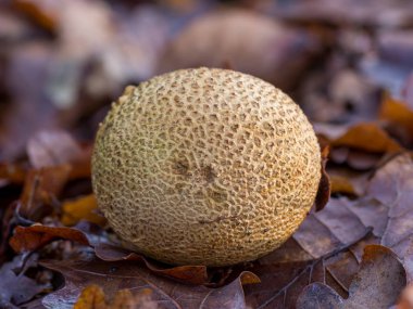 Mantar denilen Skleroderma bovista