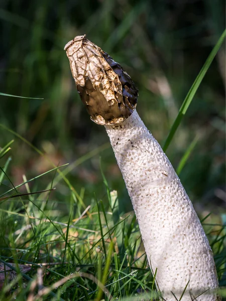 Phallus Impudicus Known Colloquially Common Stinkhorn — Stock Photo, Image