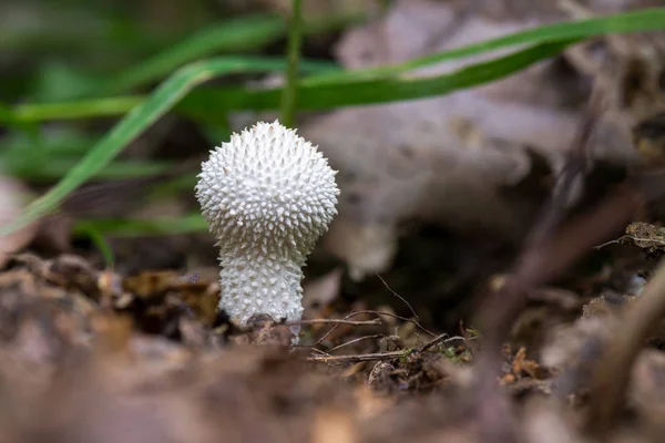 Beyaz mantar - ormanda büyüyen Lycoperdon perlatum
