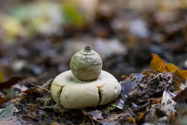 Fringed Earthstar Geastrum Fimbriatum Photo Has Been Taken Natural Forest — Stock Photo, Image