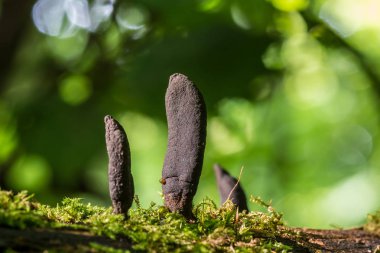 Siyah mantar - parazitler Xylaria polymorpha düşmüş ağaç üzerinde. Ölü adamın parmak mantar, saprobic mantar