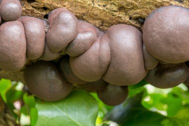 Mantar - daldinia concentrica - King Alfred's pasta kahverengi 