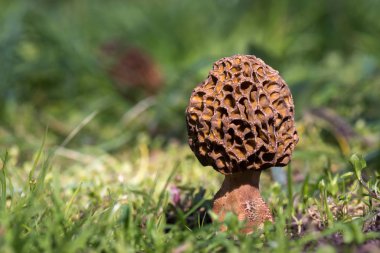 Ortak morel mantarı (Morchella esculenta), kahverengi mantar yere çimenlerin üzerinde
