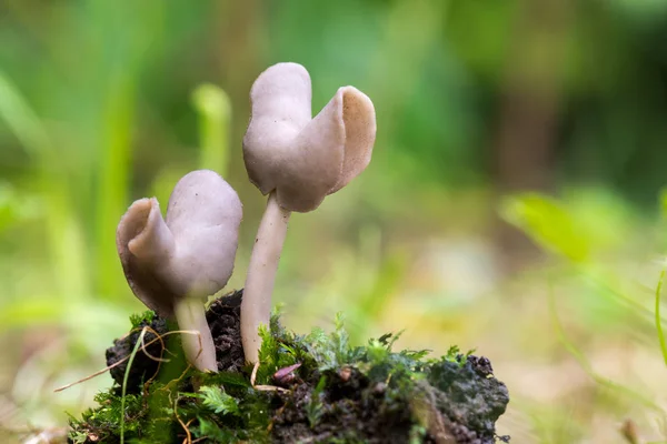 Very Rare Mushrooms Melastica Species Fungi Helvellaceae Family — Stock Photo, Image