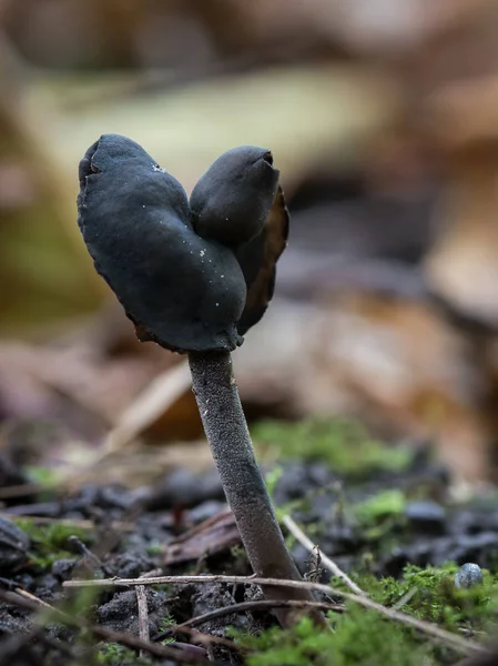 Black Mushroom Helvella Atra — Stock Photo, Image