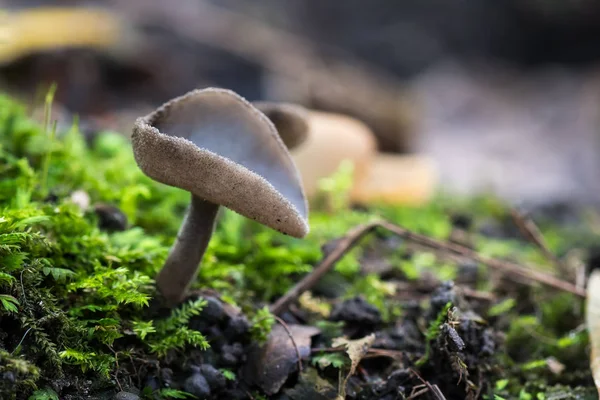 Very Rare Mushrooms Helvella Macropus Afbeelding — Stock Photo, Image