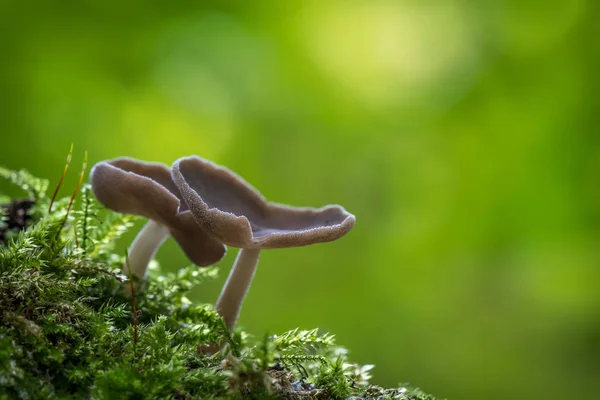 Very Rare Mushrooms Helvella Macropus Afbeelding — Stock Photo, Image