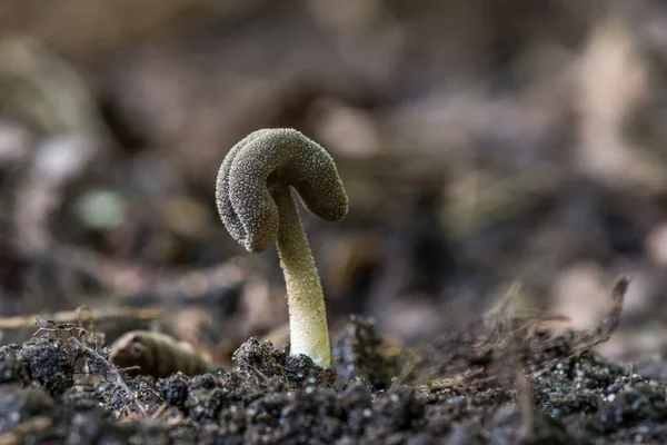 Very Rare Mushrooms Moss Birch Fallen Trees Felt Saddle Green — Stock Photo, Image