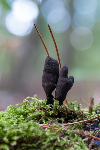 Black Mushroom Parasites Xylaria Polymorpha Fallen Tree Dead Man Fingers — Stock Photo, Image