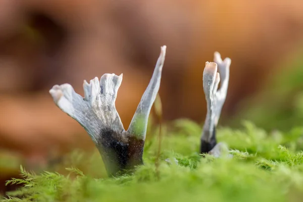 이끼에 Xylaria Hypoxylon — 스톡 사진