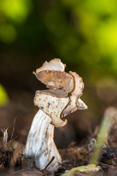 White mushroom on blurred background. Mushroom called Helvella is a genus of ascomycete fungus of the family Helvellaceae. Autumn season