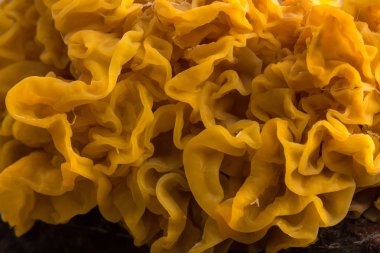 Sarı beyin mantar, Tremella mesenterica