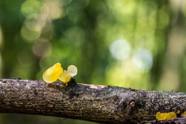 Sarı mantar bokeh arka plan, meyve vücut altın jöle mantar (Tremella mesenterica) meşe ağacının bir ölü dal üzerinde