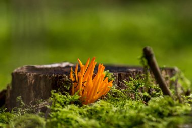 Turuncu mantar - çürümüş ahşap tarafından çevrili calocera vistsosa