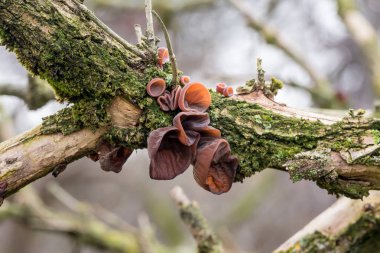 Lezzetli Judas kulak mantar, Auricularia auricula-judae, ahşap doğal Çin sebze yemeği büyümek