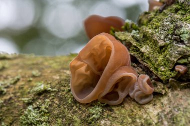 Lezzetli Judas kulak mantar, Auricularia auricula-judae, ahşap doğal Çin sebze yemeği büyümek