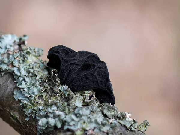 Black fungus on blurred background. Exidia glandulosa (common names black witches\' butter, black jelly roll, or warty jelly fungus) is a jelly fungus in the family Auriculariaceae.