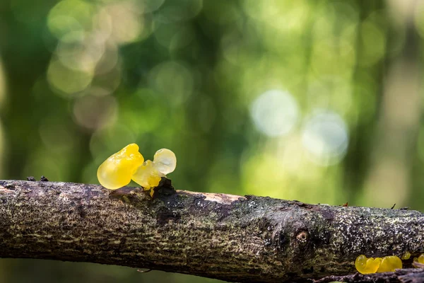 背景のボケ味 樫の木の枯れ枝に黄金ゼリー菌 誘導物質 の子実体の黄色の真菌 — ストック写真