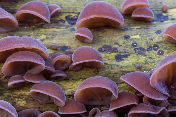 Lezzetli Judas kulak mantar, Auricularia auricula-judae, ahşap doğal Çin sebze yemeği büyümek