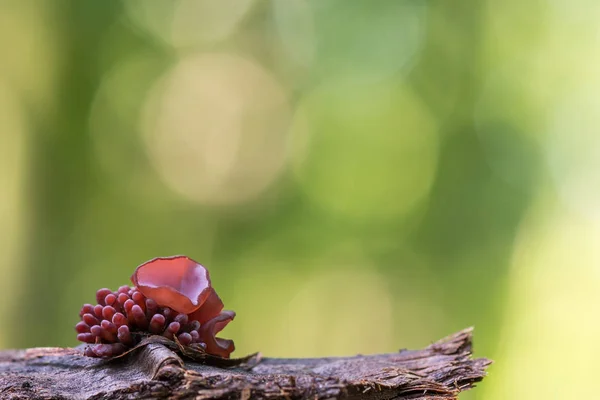 Piccole Gocce Gelatina Viola Fungo Gelatina Sarcoidi Ascocoryne Vecchio Legno — Foto Stock