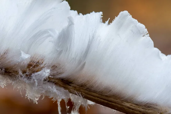 Ice Hair Very Rare See Winter Comes Fungus Exidiopsis Effusa — Stock Photo, Image