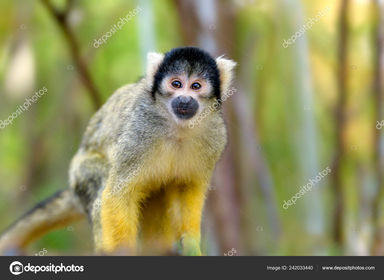 リスザル写真素材 ロイヤリティフリーリスザル画像 Depositphotos リスザル写真素材 ロイヤリティフリーリスザル画像 Depositphotos