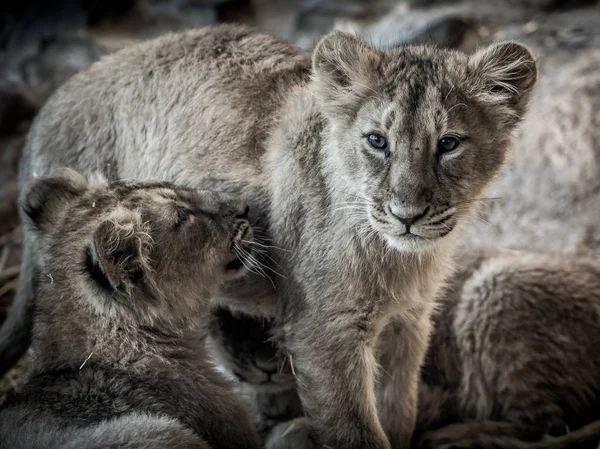 ライオンの子供は彼らの生息地に敷設 — ストック写真