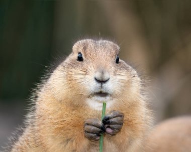 Portrait of black-tailed prairie dog eating. (Cynomys ludovicianus).  clipart
