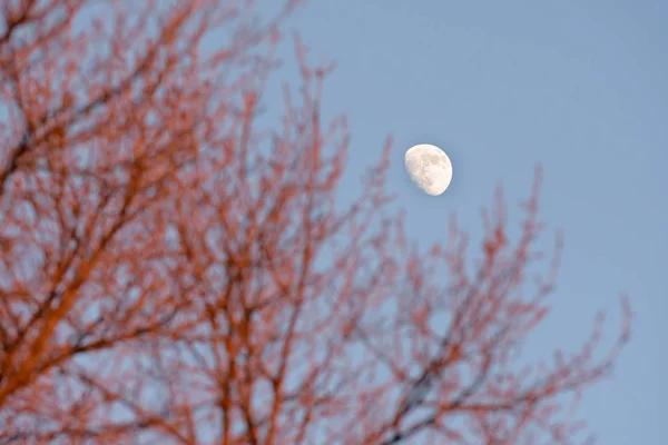 Tagsüber Mond Durch Die Äste Der Bäume — Stockfoto