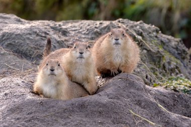 Üç siyah-kuyruk Çayır köpeği (Cynomys ludovicianus portresi). 