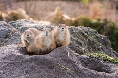 Üç siyah-kuyruk Çayır köpeği (Cynomys ludovicianus portresi). 