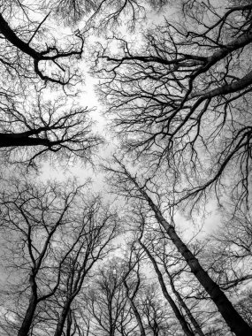 Yapraksız ağaç dalları gri gökyüzü arka plan üzerinde