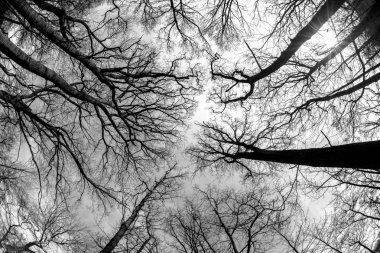 Yapraksız ağaç dalları gri gökyüzü arka plan üzerinde