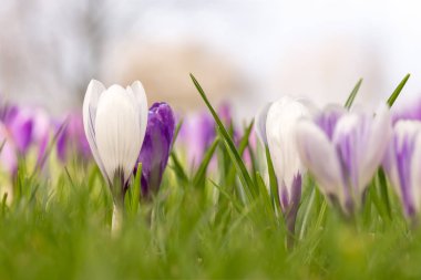 Çiğdemler sabah güneşi, çiğ, bokeh ile yumuşak arka plan