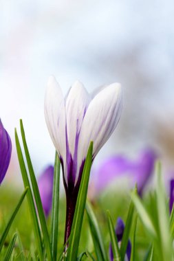 Çiğdemler sabah güneşi, çiğ, bokeh ile yumuşak arka plan