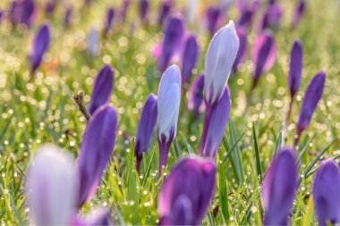 Çiğdemler sabah güneşi, çiğ, bokeh ile yumuşak arka plan