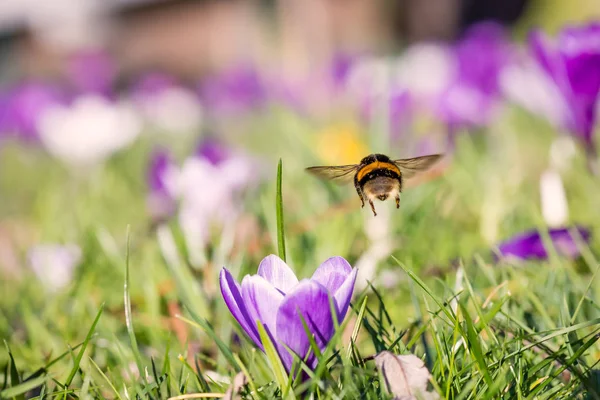 Літаюча Бджола Над Фіолетовими Крокусами Який Фон Весняний Час Стокова Картинка