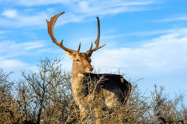 Close Van Damherten Dama Dama Mooie Blauwe Hemel Als Achtergrond — Stockfoto