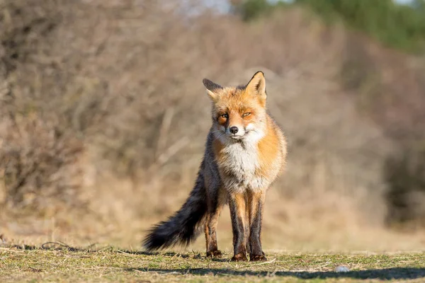 Red Fox Dunes Blurred Background Summer Evening Golden Hour — Stock Photo, Image