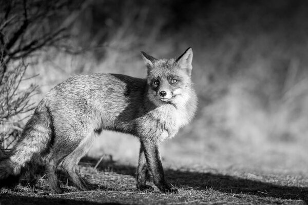 Red fox in the dunes, black and white