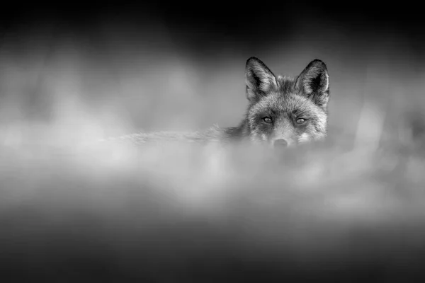 Eyes Fox Looking Grass Black White Soft Background — Stock Photo, Image