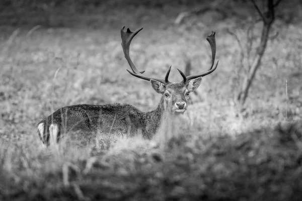 黒と白の鹿の肖像画 草の中の鹿 — ストック写真